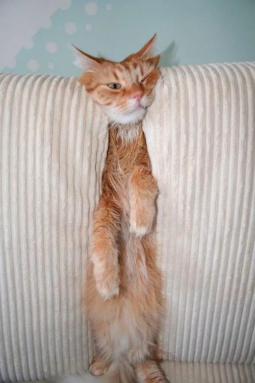 An orange tabby cat is stretched vertically between the backrest and seat of a light-colored corduroy couch, appearing to be…