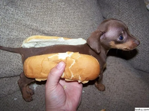 A small brown dachshund is positioned horizontally on a carpeted floor, with a hot dog bun placed over its body to resemble…
