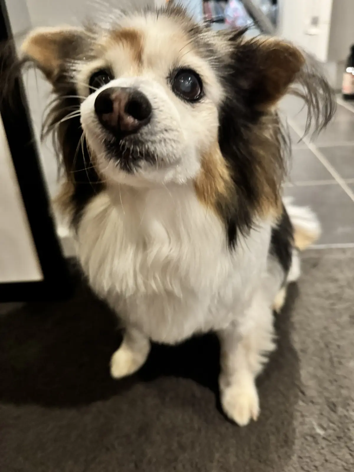 A small, fluffy dog with white, black, and tan fur sits on a dark carpet, looking up with large, expressive eyes. The dog's…