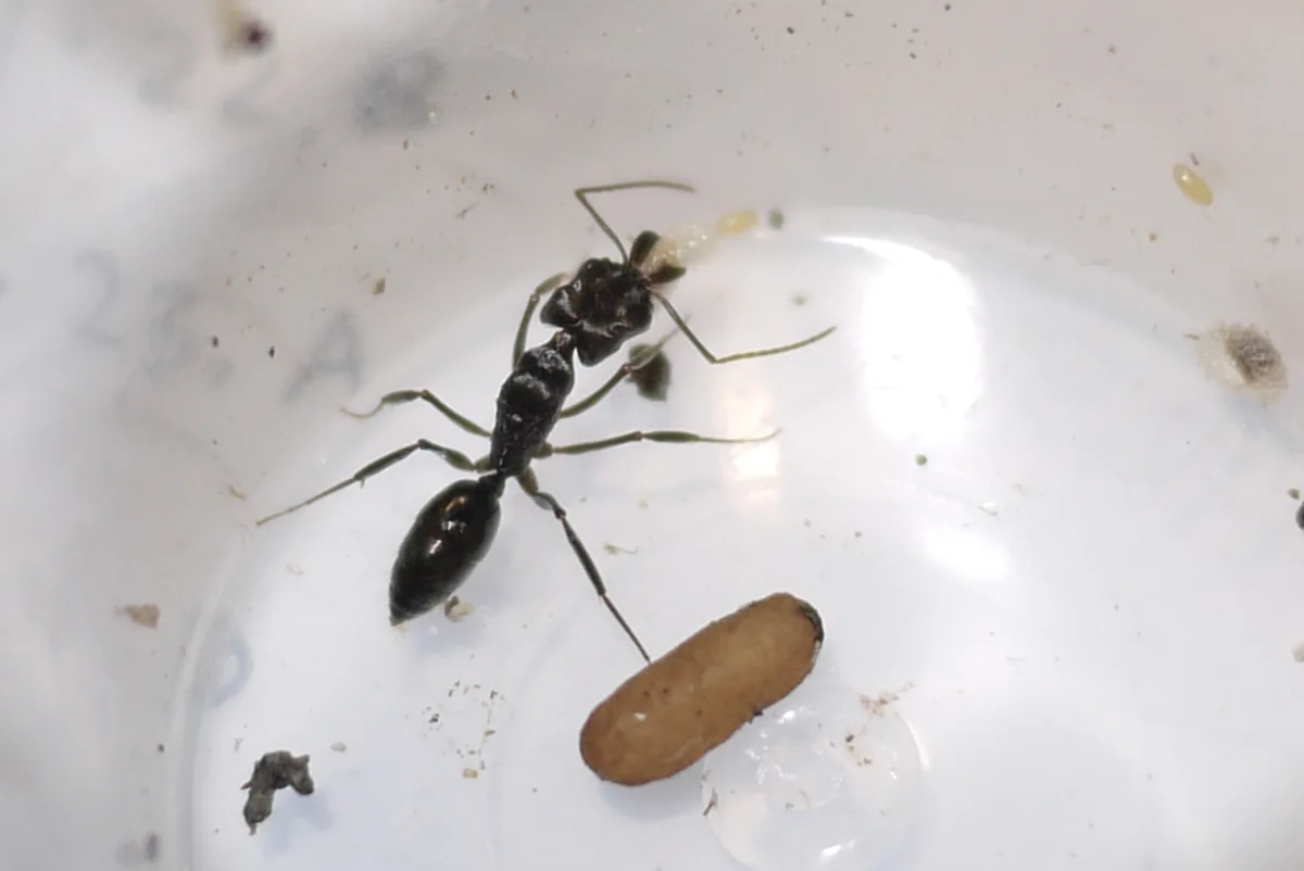 A close-up photo shows a black ant inside a white plastic container, carrying a small, light-brown, oval-shaped piece of…