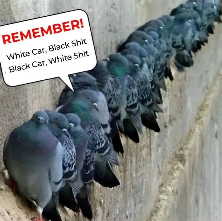 A long line of pigeons perched on a concrete ledge, with a speech bubble above them containing the text 'REMEMBER! White…