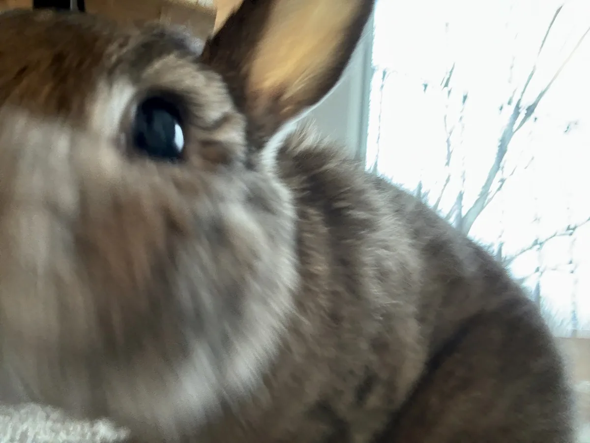 A blurry, close-up photo of a brown and white rabbit's face, with one large, dark eye and a prominent ear visible. The image…