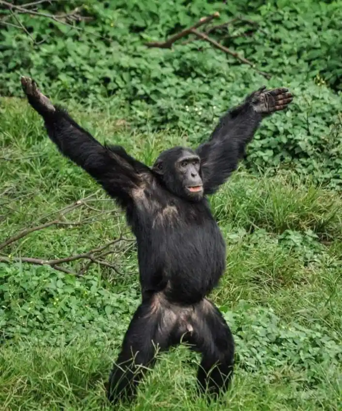 A chimpanzee stands upright in a grassy, leafy outdoor setting with its arms raised high and spread wide, looking directly…