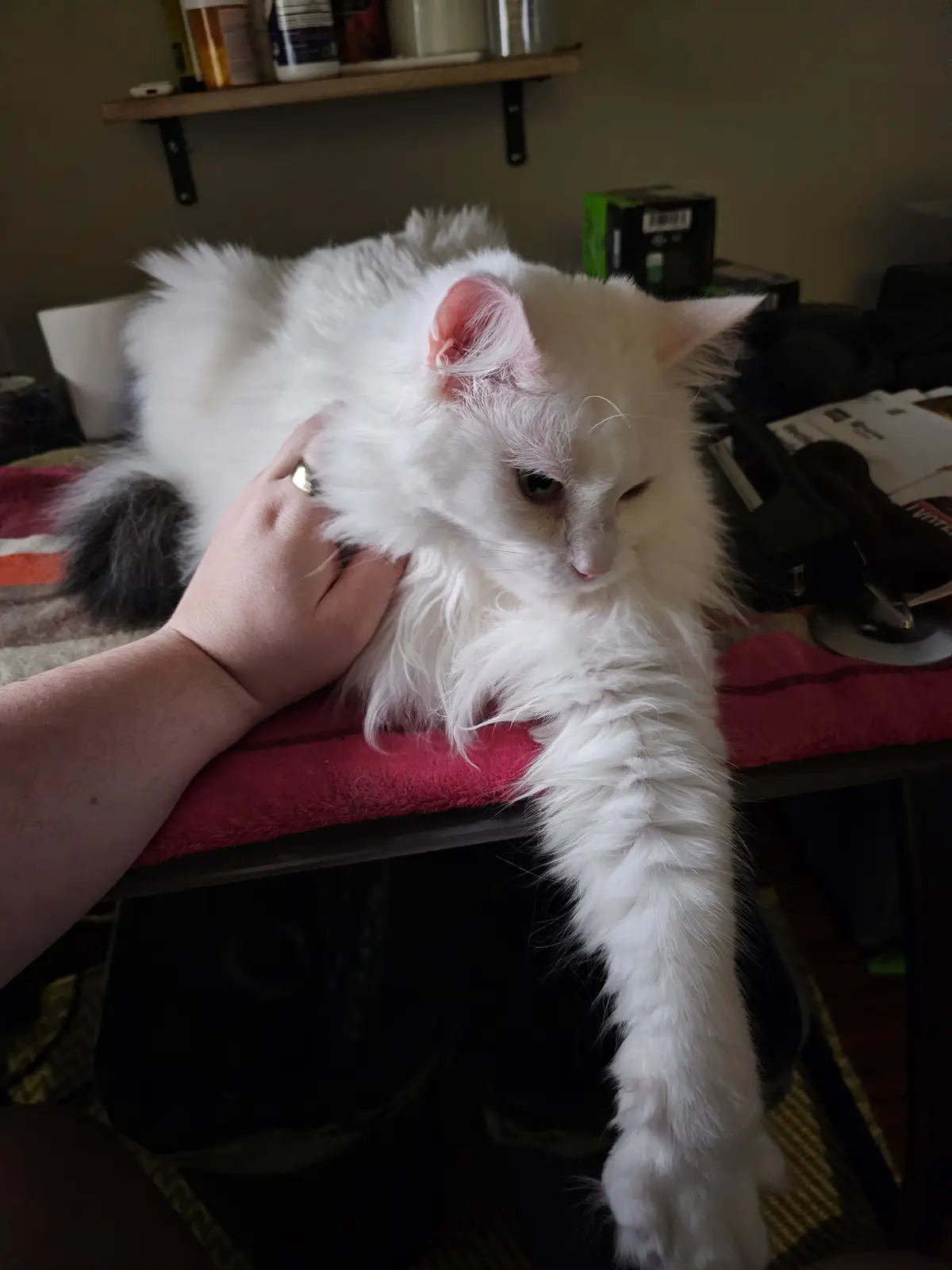 A fluffy white cat with one pink ear is being petted by a human hand while looking away with a bored expression. The cat is…