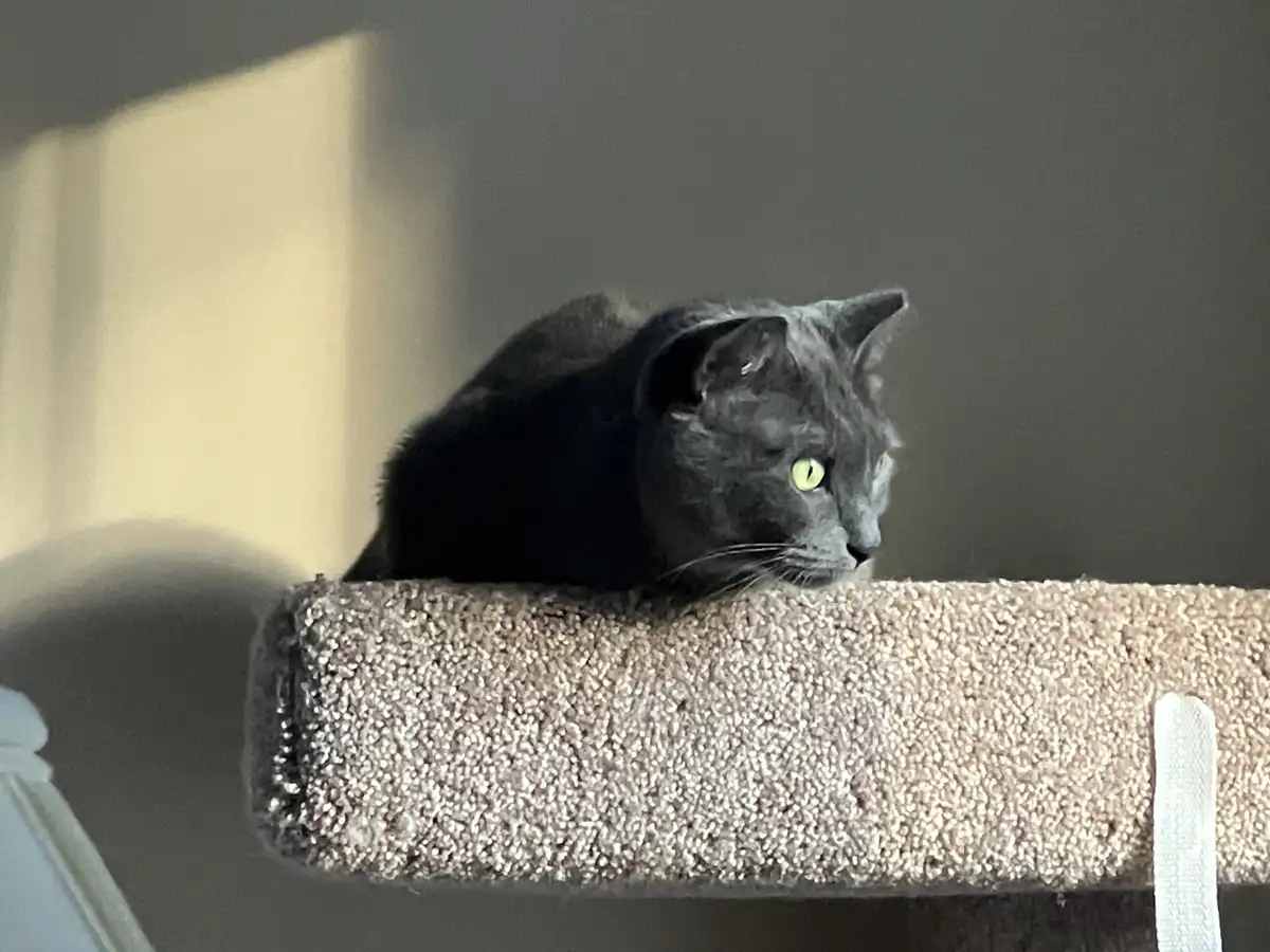 A dark gray cat with bright green eyes is lying on a beige carpeted cat tree perch, looking off to the side with a calm…
