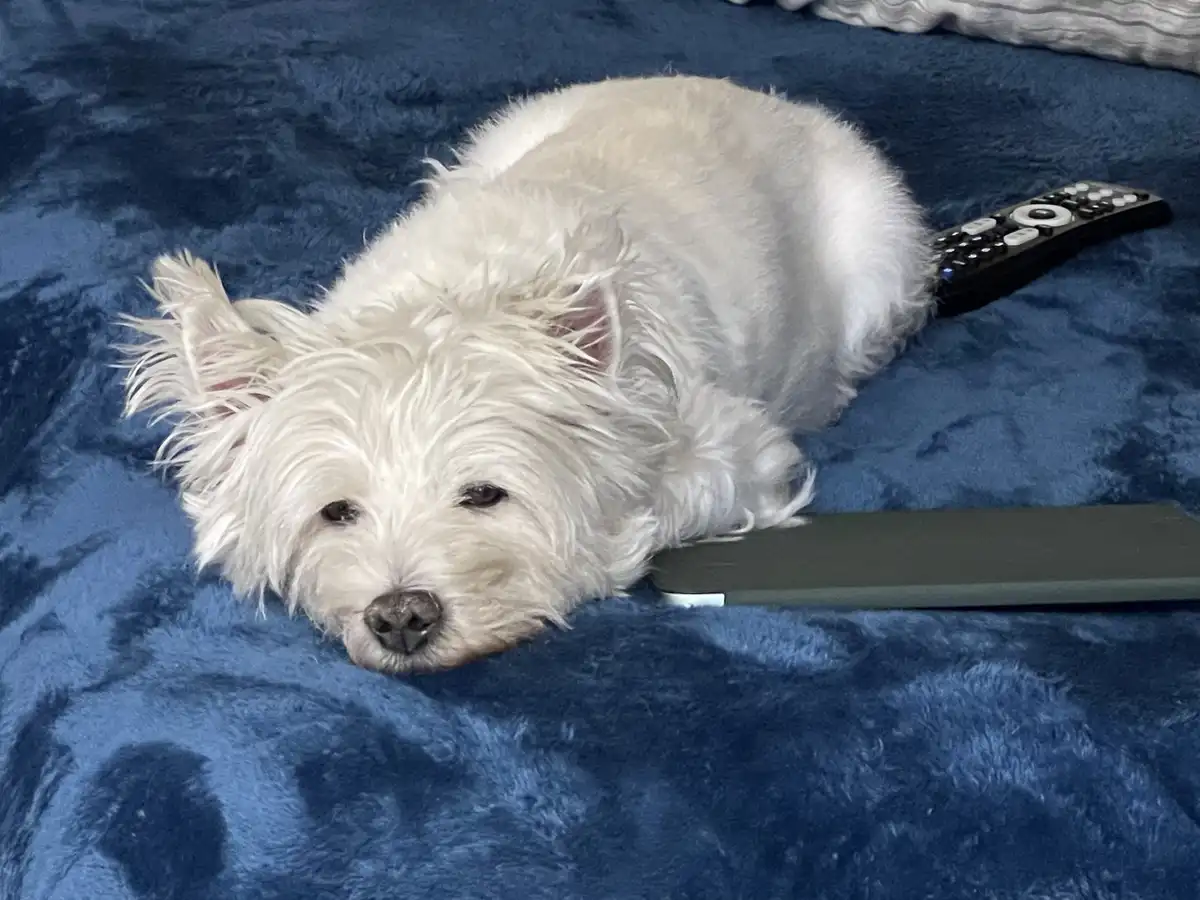 Honoring the Memory of Lily Bella Every Single Day