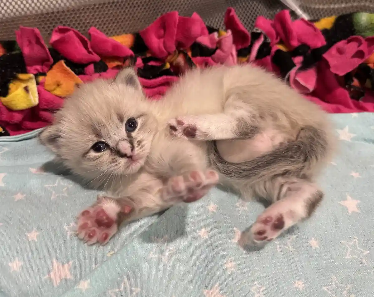 A fluffy, light-colored kitten lies on its back on a light blue blanket with white stars, paws up, looking directly at the…
