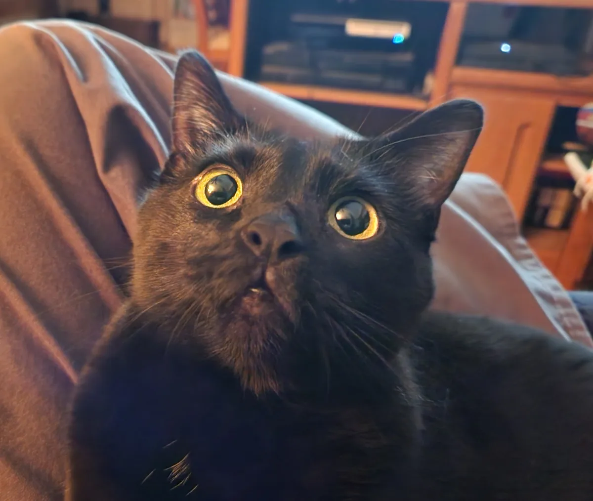 A close-up photo of a black cat with wide, glowing yellow eyes looking upward, sitting on a brown couch in a dimly lit room…