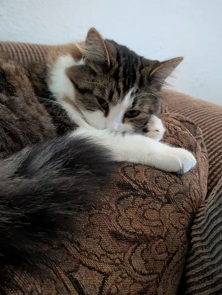 A fluffy brown and white tabby cat is curled up on a brown patterned couch, resting its head on its paws with a sleepy…