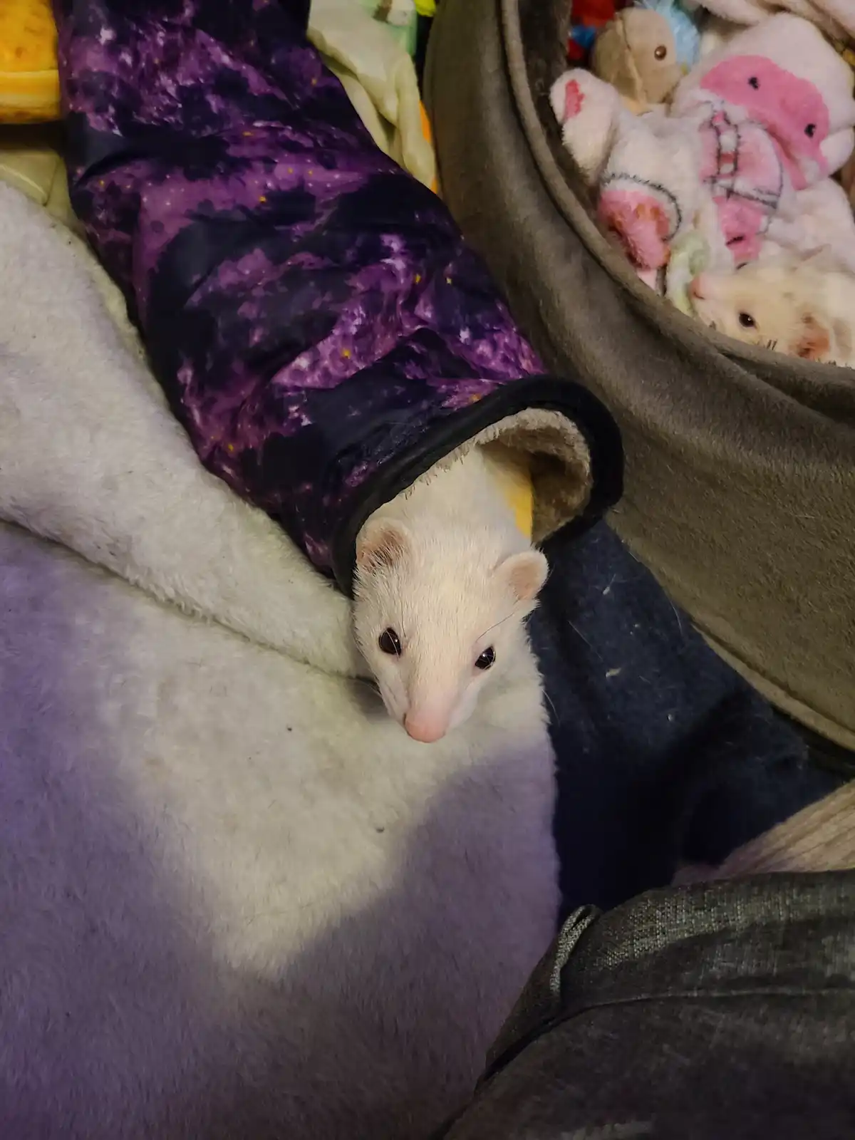 A white ferret peeks out from a purple galaxy-patterned sleeping bag, looking directly at the camera with wide eyes. In the…