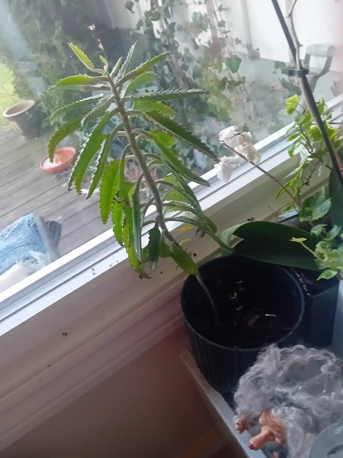 A potted plant with long, serrated green leaves sits on a windowsill, appearing droopy and limp. Next to it is an empty…