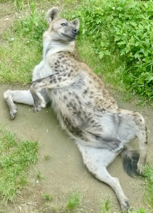 a spotted hyena lies on its back on dirt ground, surrounded by green grass and foliage, looking upward with a relaxed…