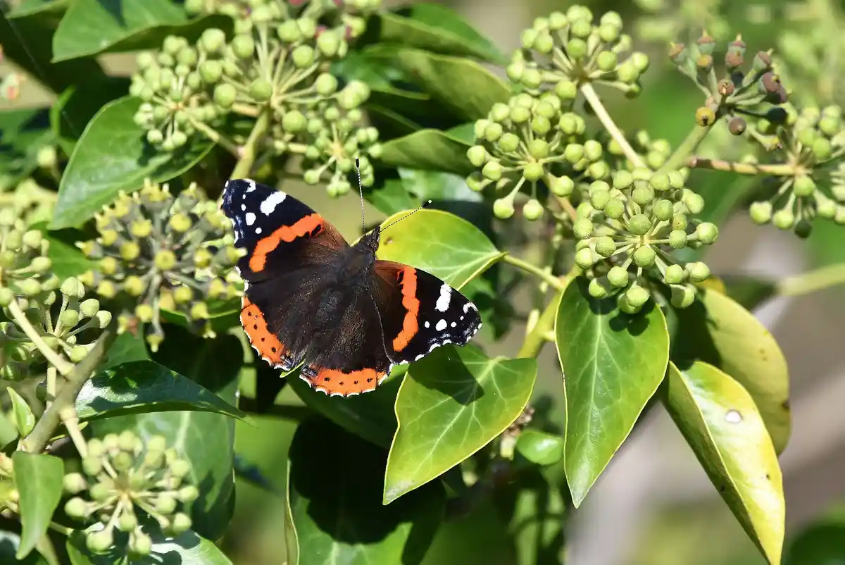 A red admiral butterfly with black wings and orange-red bands rests on a green leaf among clusters of small green buds. The…