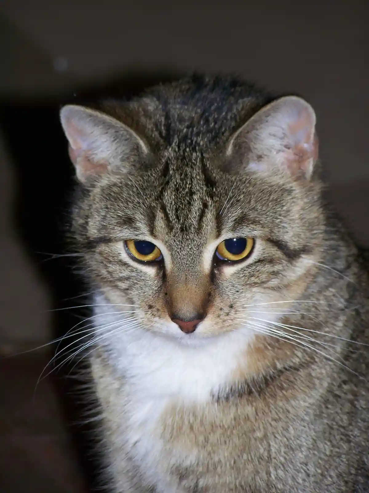 A close-up photo of a tabby cat with striking yellow eyes and a white chest, staring intently forward with a serious…