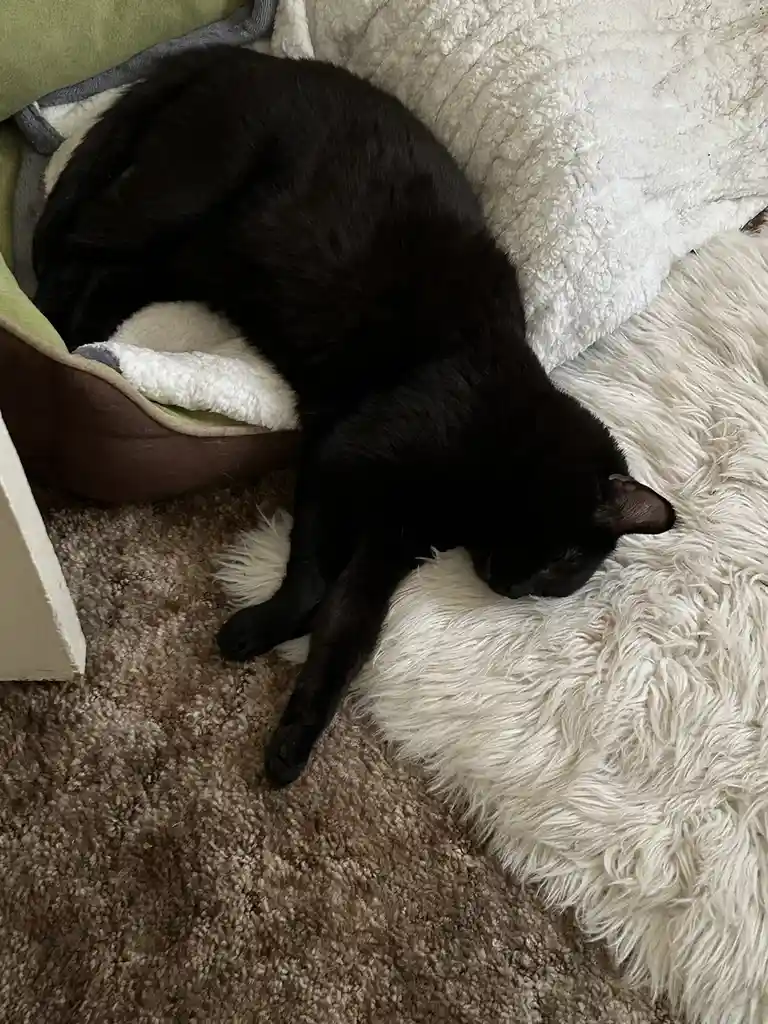 A black cat is curled up and sleeping on a fluffy white rug next to a green and brown pet bed on a carpeted floor. The cat's…