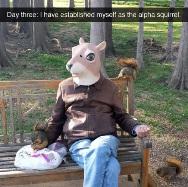A person wearing a large, realistic squirrel mask sits on a park bench, surrounded by three real squirrels. One squirrel is…