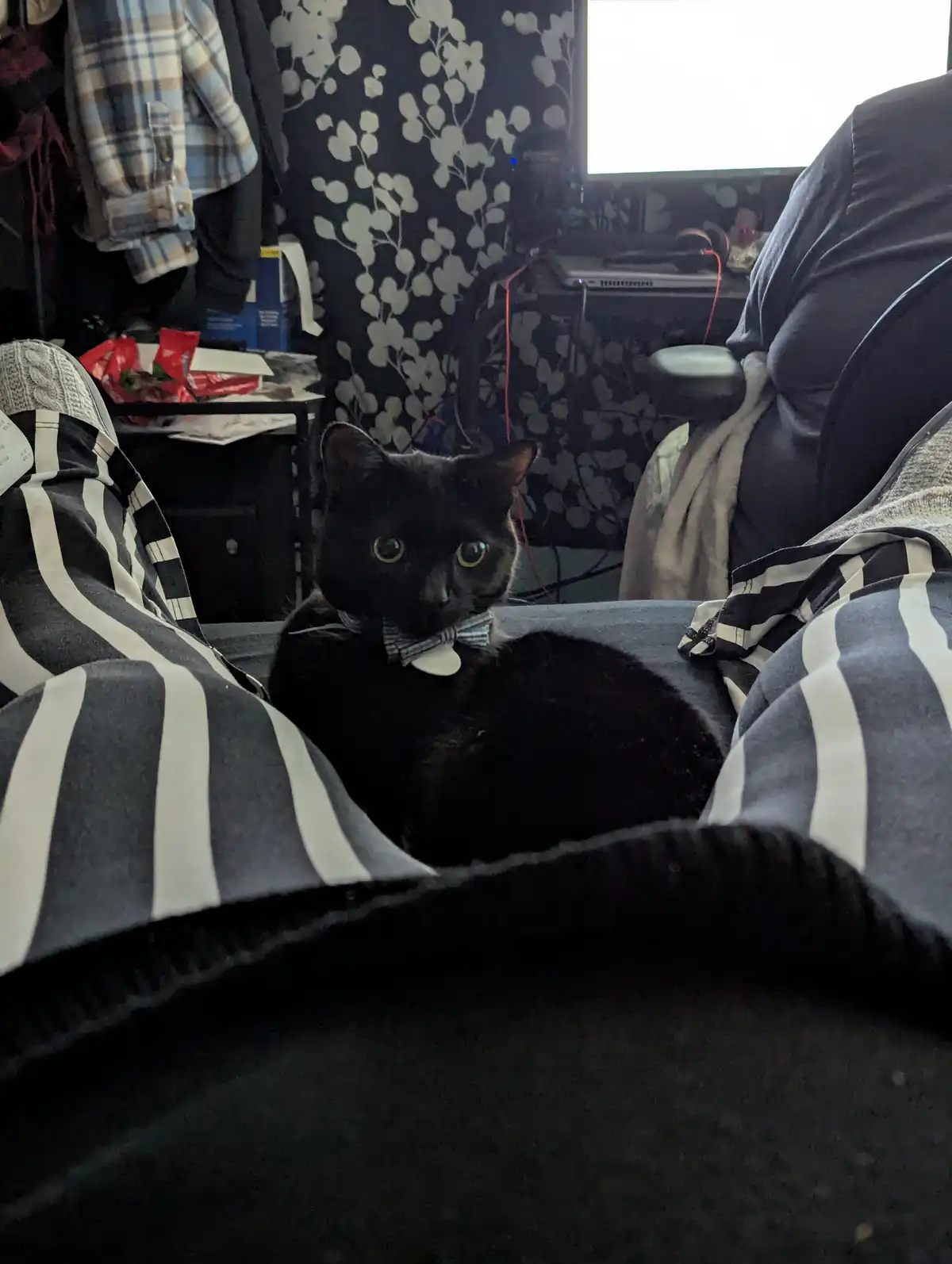 A black cat with wide, startled eyes sits on a couch between two striped pillows, wearing a small blue and white striped…
