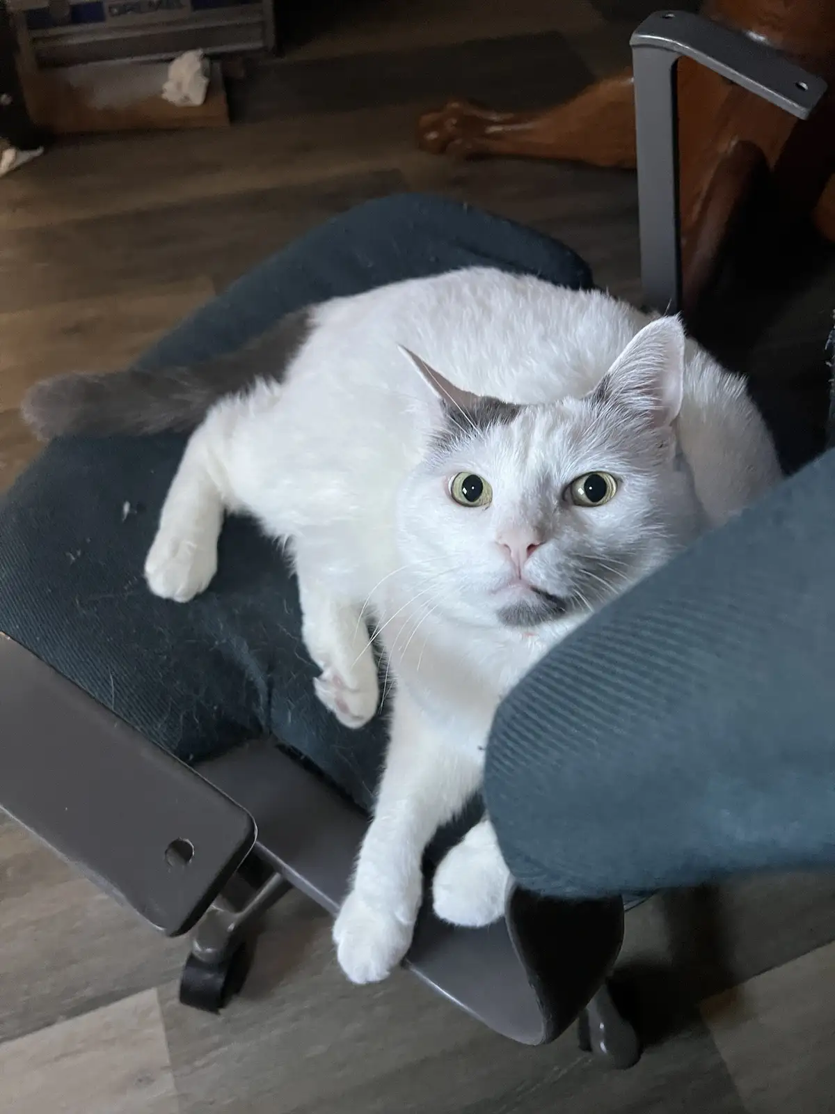 A white cat with grey markings and wide, startled-looking eyes is sprawled across the seat of a dark grey office chair…