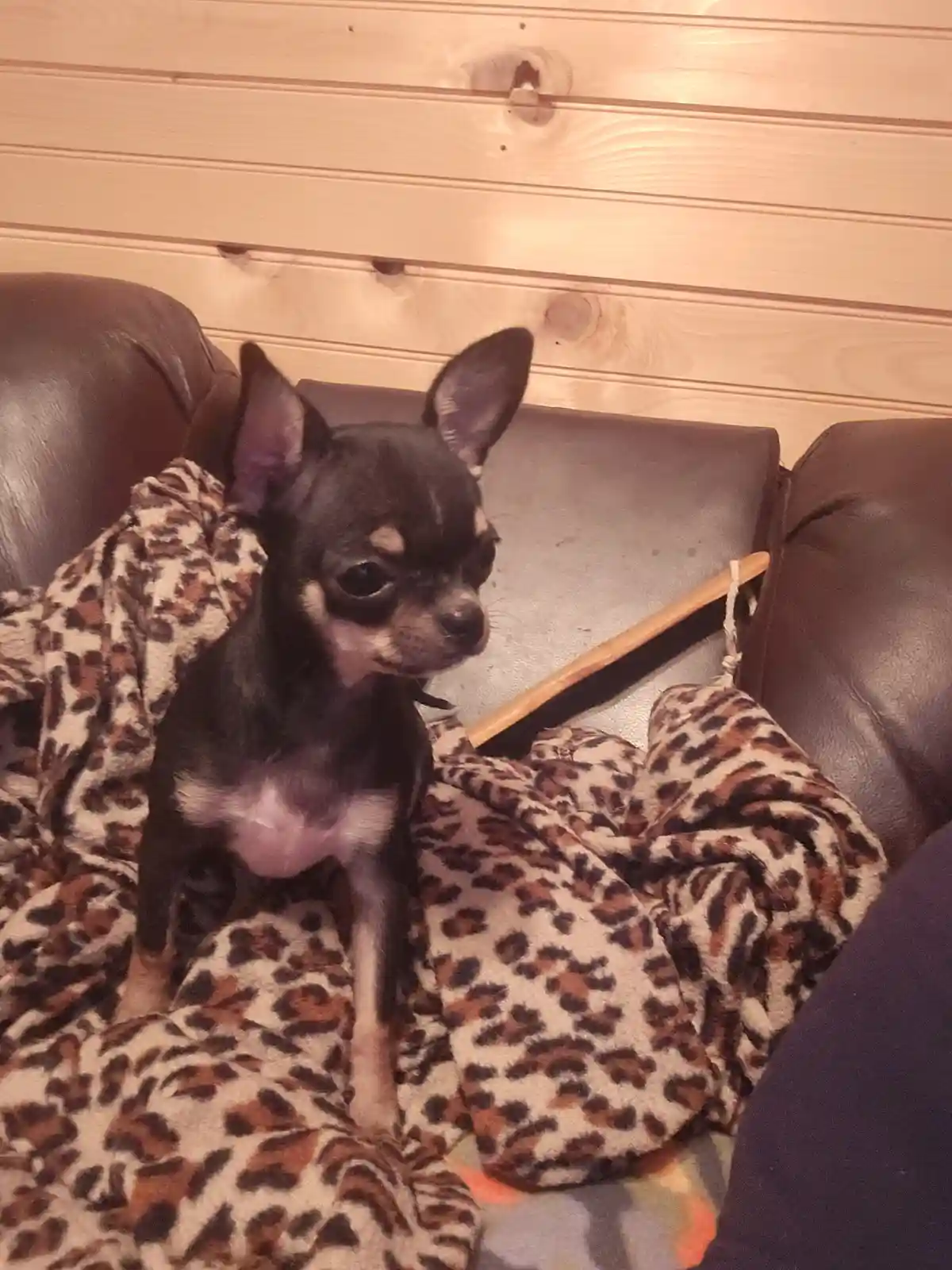 A small black and tan chihuahua sits on a leopard-print blanket draped over a brown leather couch, looking slightly to the…
