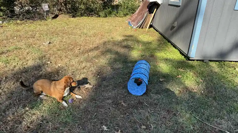 A brown and white dog lies on dry grass in a backyard, looking away from a blue agility tunnel lying nearby. The dog appears…