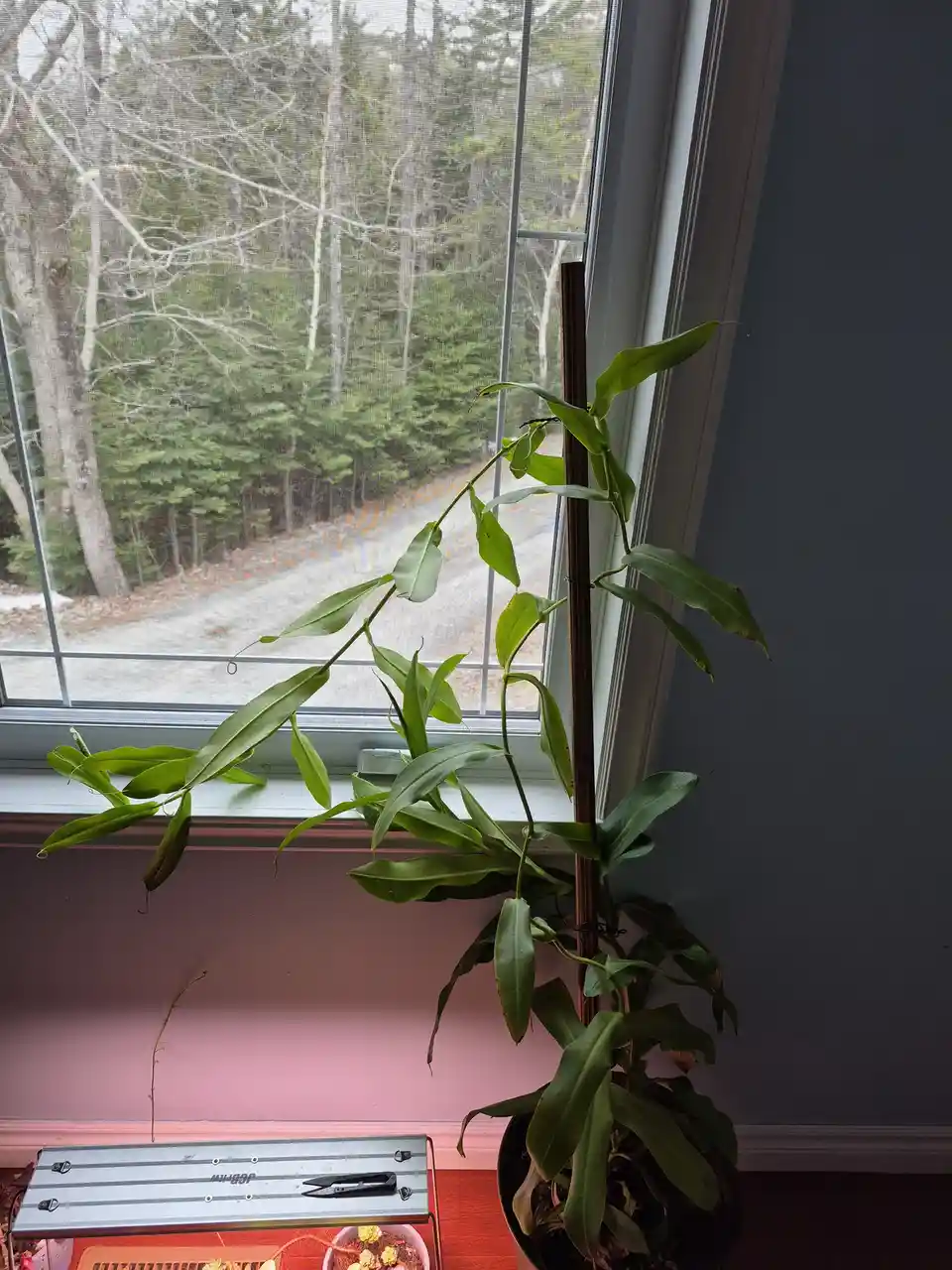 A tall green climbing plant in a pot is shown indoors, leaning against a wooden stake near a window with a screen. Outside…