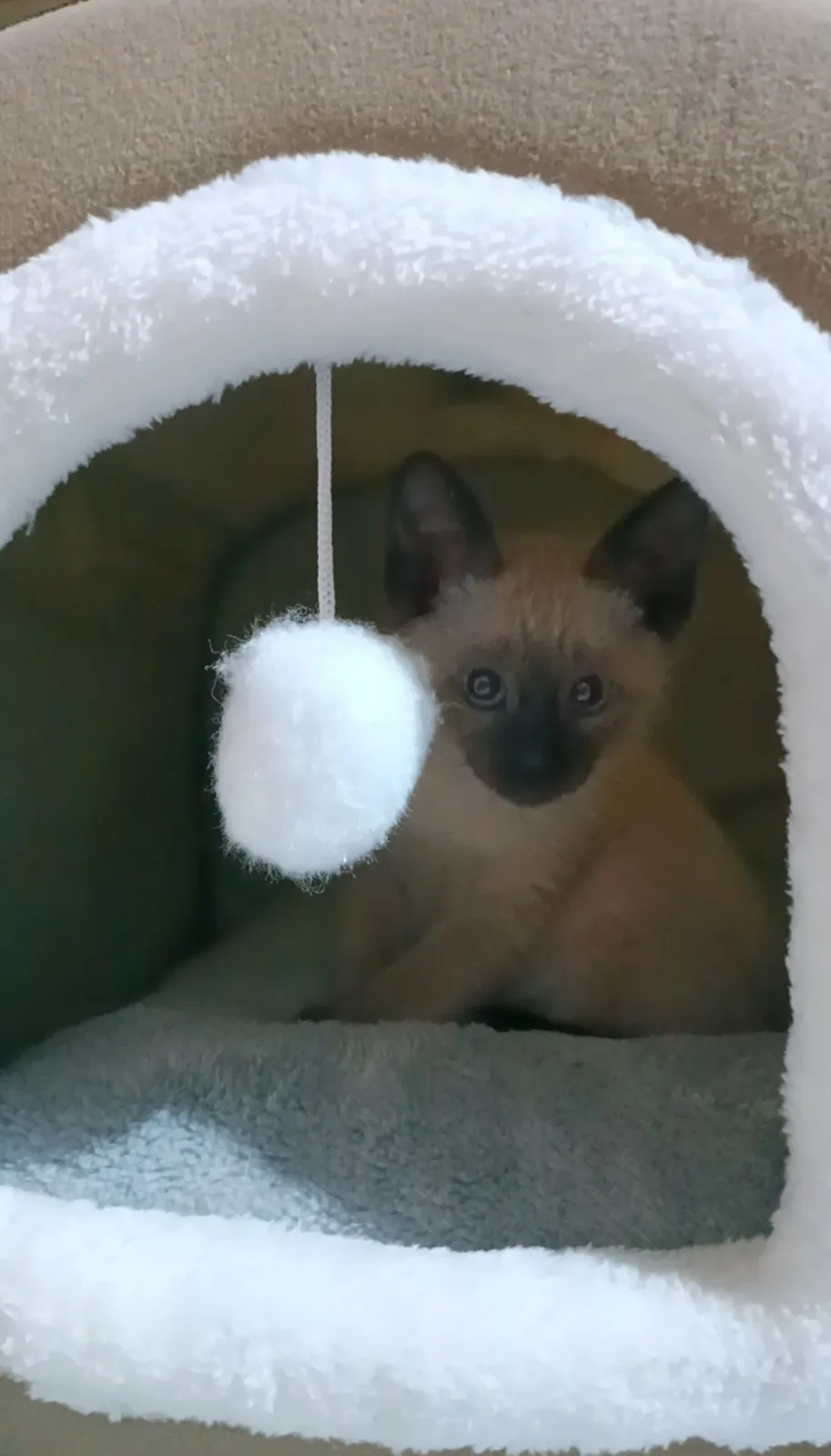 A small, light-brown kitten with dark facial markings sits inside a plush, white-lined cat bed, looking directly at the…