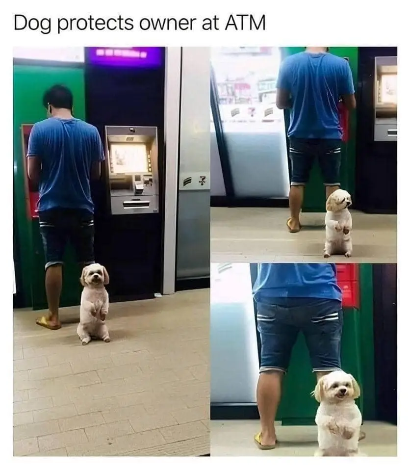 A collage of three photos shows a small, fluffy white dog standing upright on its hind legs beside its owner, who is using…