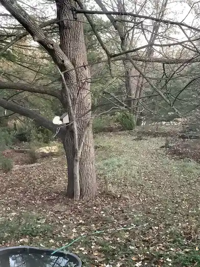 A white squirrel is perched on a tree branch next to a small birdhouse attached to the trunk. The ground is covered in…