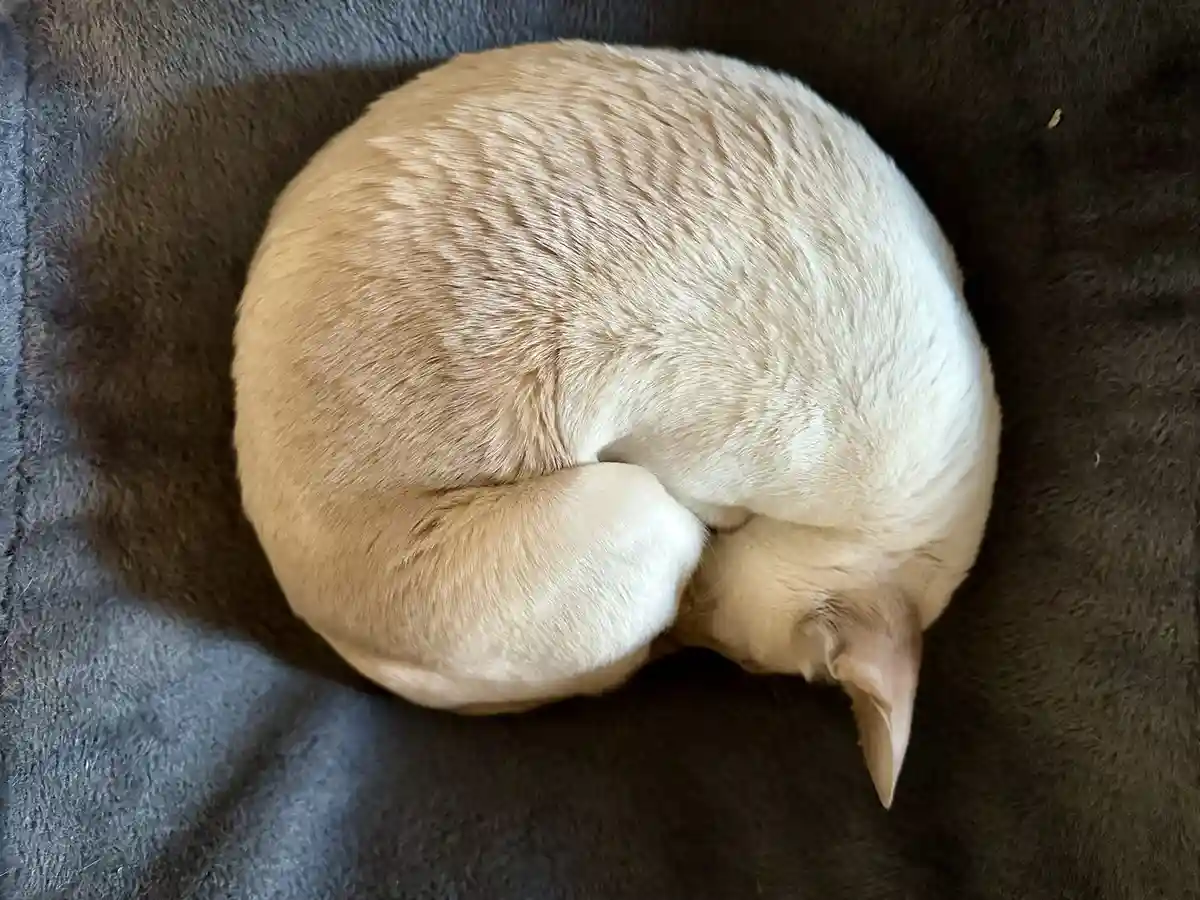 A light-colored cat is curled into a tight, round ball while sleeping on a dark gray, fluffy blanket. The cat's body forms a…
