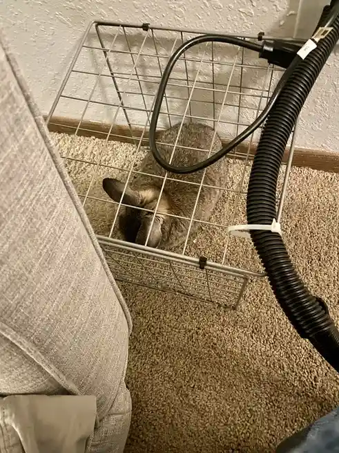 A gray cat is curled up sleeping inside a small metal wire basket on a carpeted floor, with a black vacuum hose draped over…