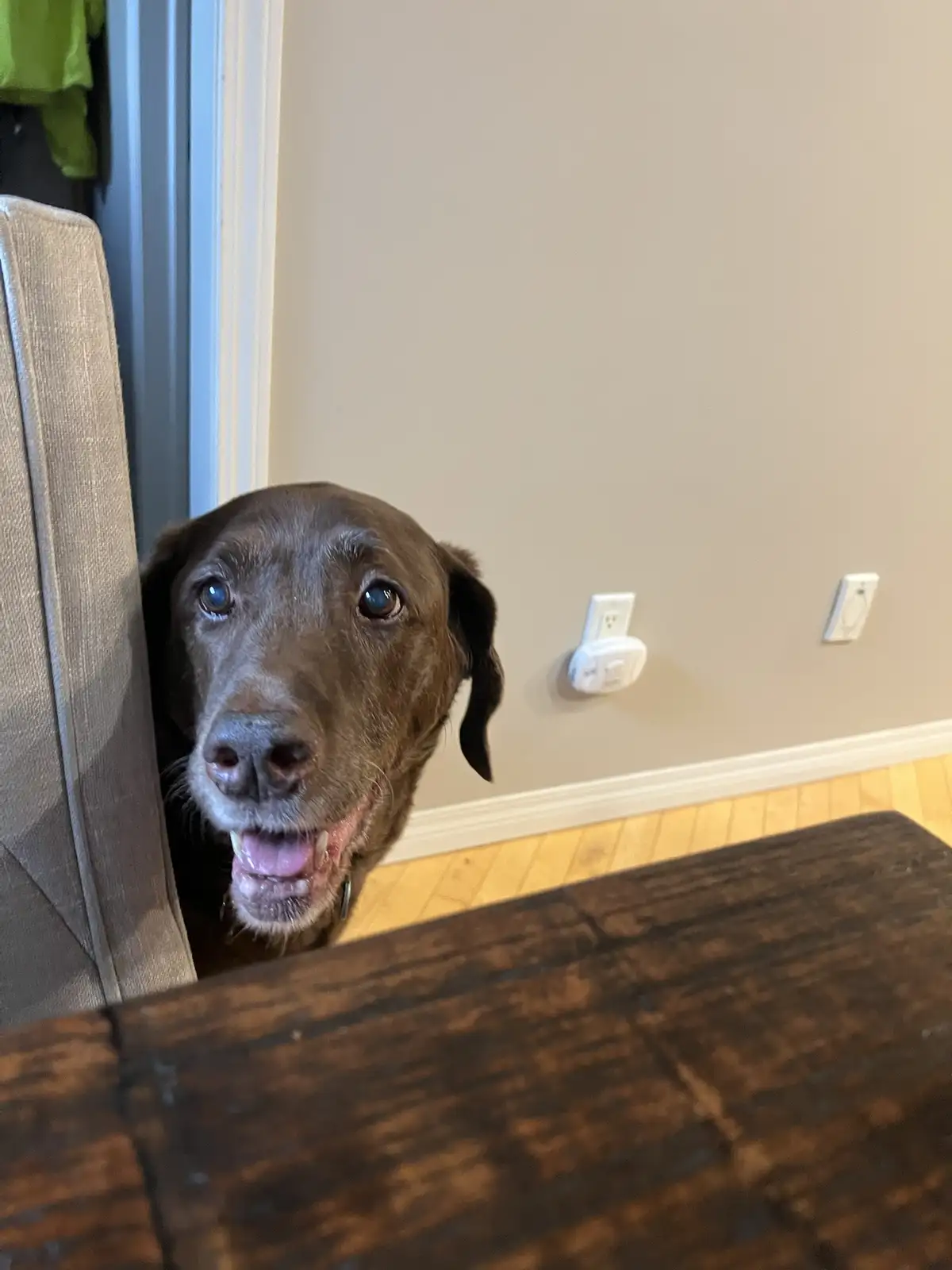 A chocolate Labrador dog peeks its head around the back of a beige upholstered chair, looking directly at the camera with a…
