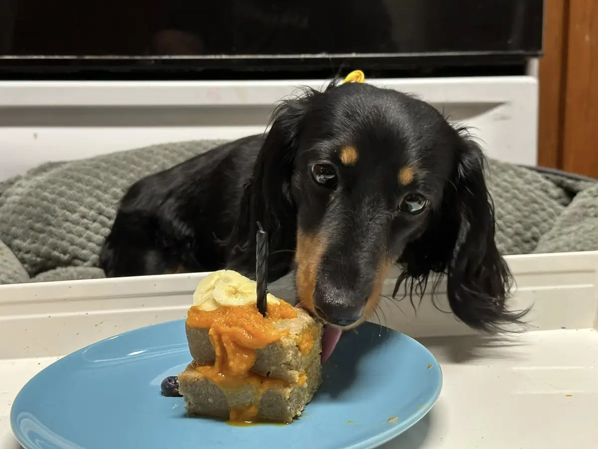 A black and tan dachshund with a yellow bow sits on a grey blanket, looking at a small cake on a blue plate. The cake is…