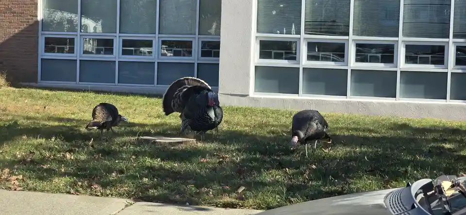 Three wild turkeys are on a grassy lawn in front of a building with large windows. The central turkey has its tail feathers…