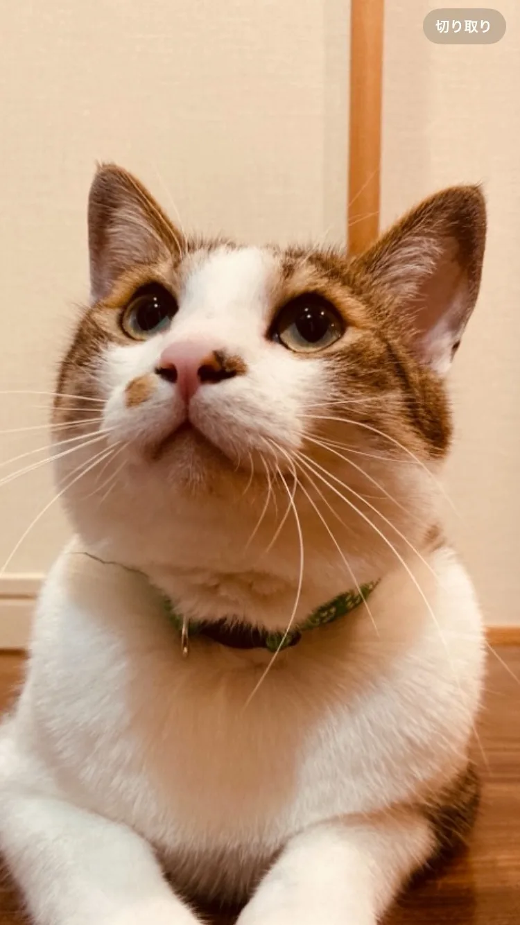 A close-up photo of a white and brown cat with wide, innocent-looking eyes looking upward, wearing a green patterned collar…