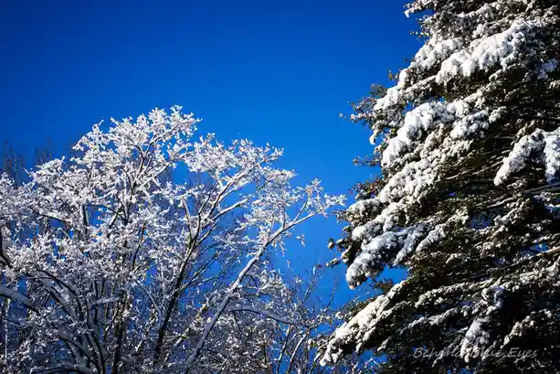 A winter scene shows snow-covered branches of a bare deciduous tree on the left and a snow-laden evergreen tree on the…