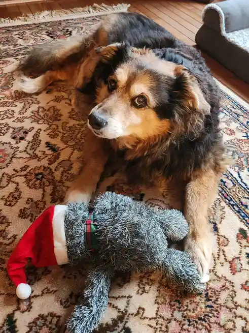 A fluffy brown and black dog lies on a patterned rug next to a grey stuffed animal wearing a red and white Santa hat. The…