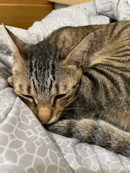 A tabby cat with closed eyes is curled up and sleeping peacefully on a gray patterned blanket. The overlaid text reads 'i'm…