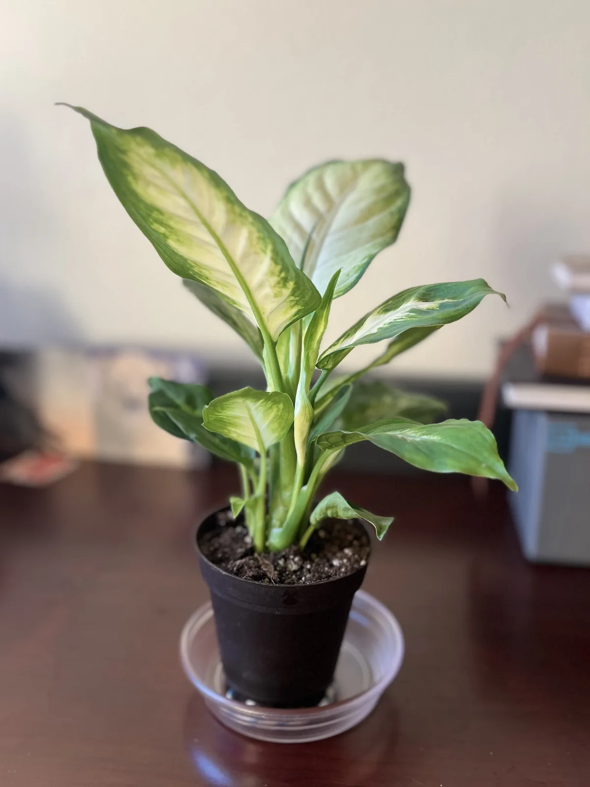 A small potted plant with variegated green and cream leaves sits on a wooden table, placed in a clear plastic saucer. The…
