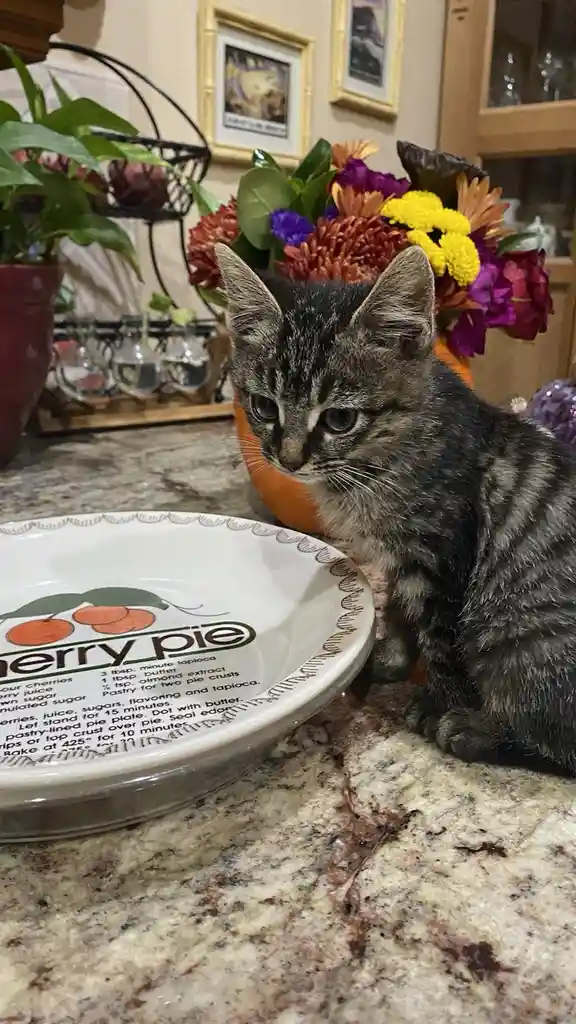 A small tabby kitten sits on a kitchen counter next to a pie plate that has a cherry pie recipe printed on it. The kitten…
