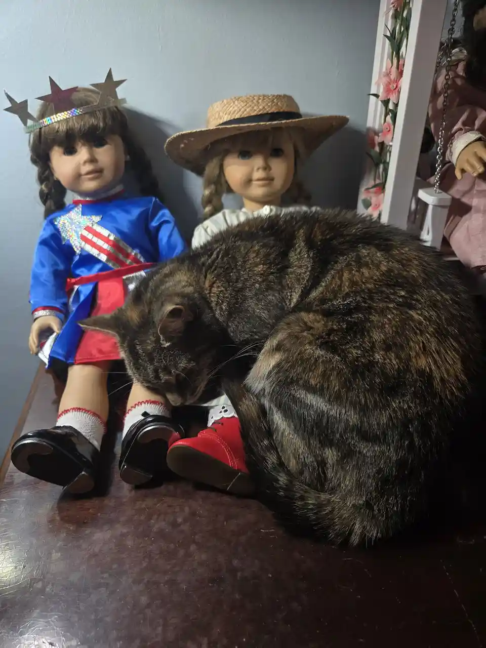 A large, dark tabby cat is curled up and sleeping on a wooden surface, nestled between two American Girl dolls. One doll…