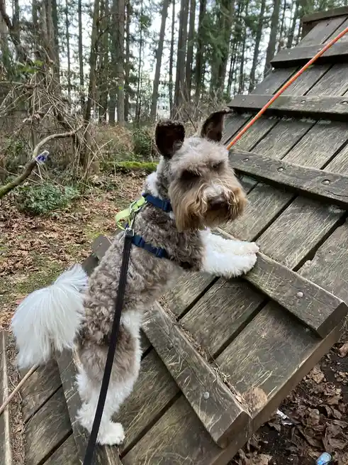 A scruffy, gray-and-white dog with a blue harness and black leash stands on a weathered wooden structure in a forest…