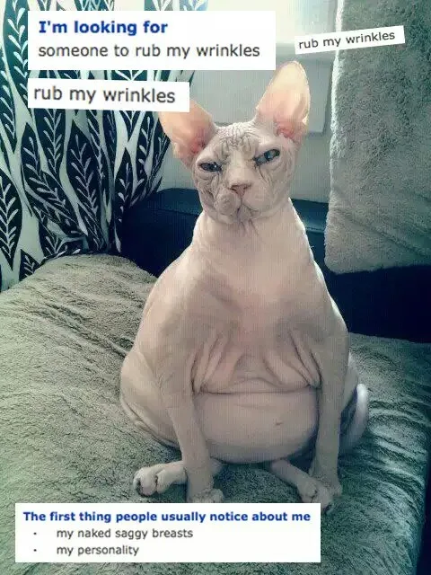A hairless sphynx cat with wrinkled skin sits on a couch, looking directly at the camera. Text boxes overlay the image: one…