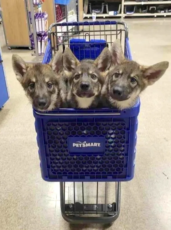 Three small, fluffy puppies with pointed ears and dark eyes peer out from the top of a blue PetSmart shopping cart, their…