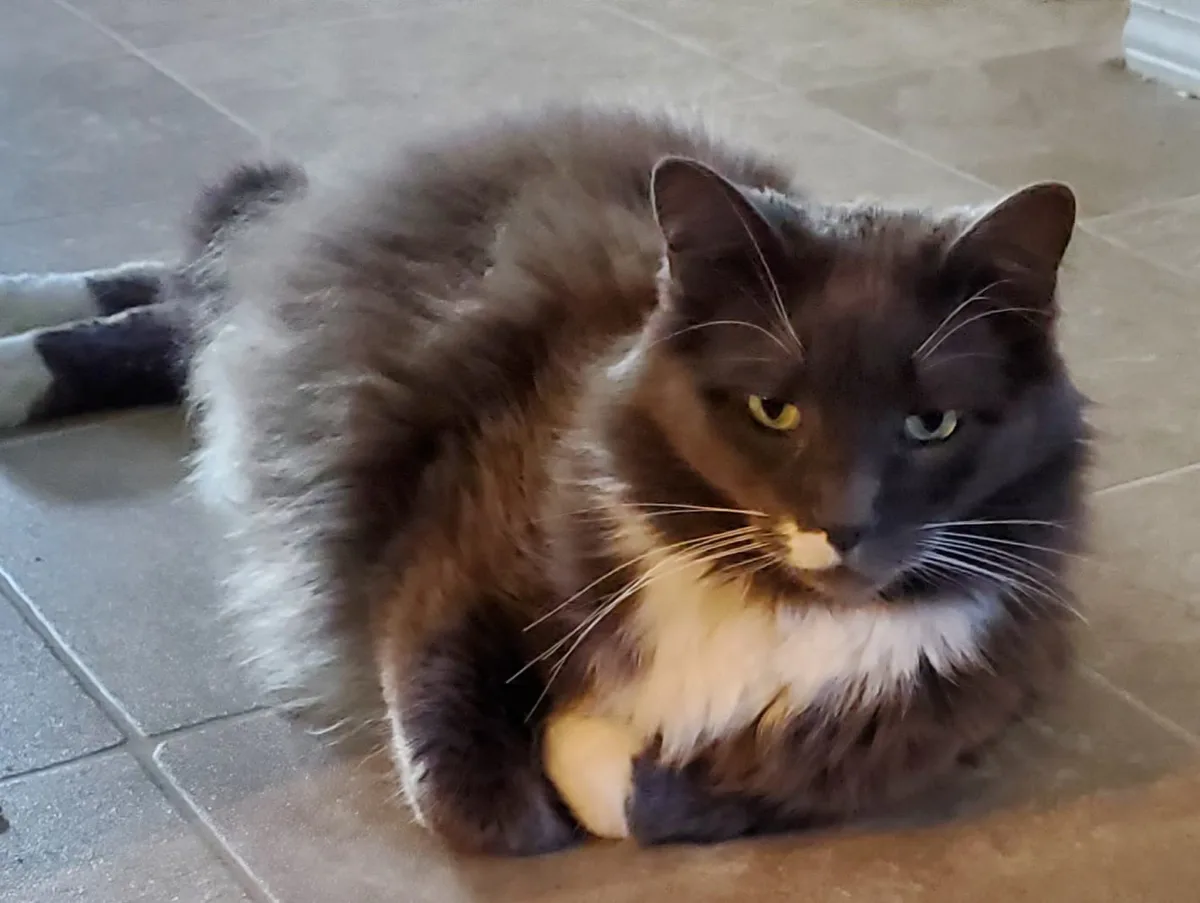 a fluffy dark brown and white cat lies on a tiled floor, looking directly at the camera with one yellow eye and one blue…