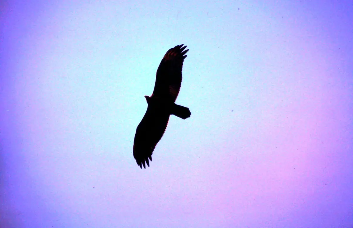 A silhouette of a large bird of prey, likely a hawk or eagle, is captured mid-flight against a gradient sky transitioning…