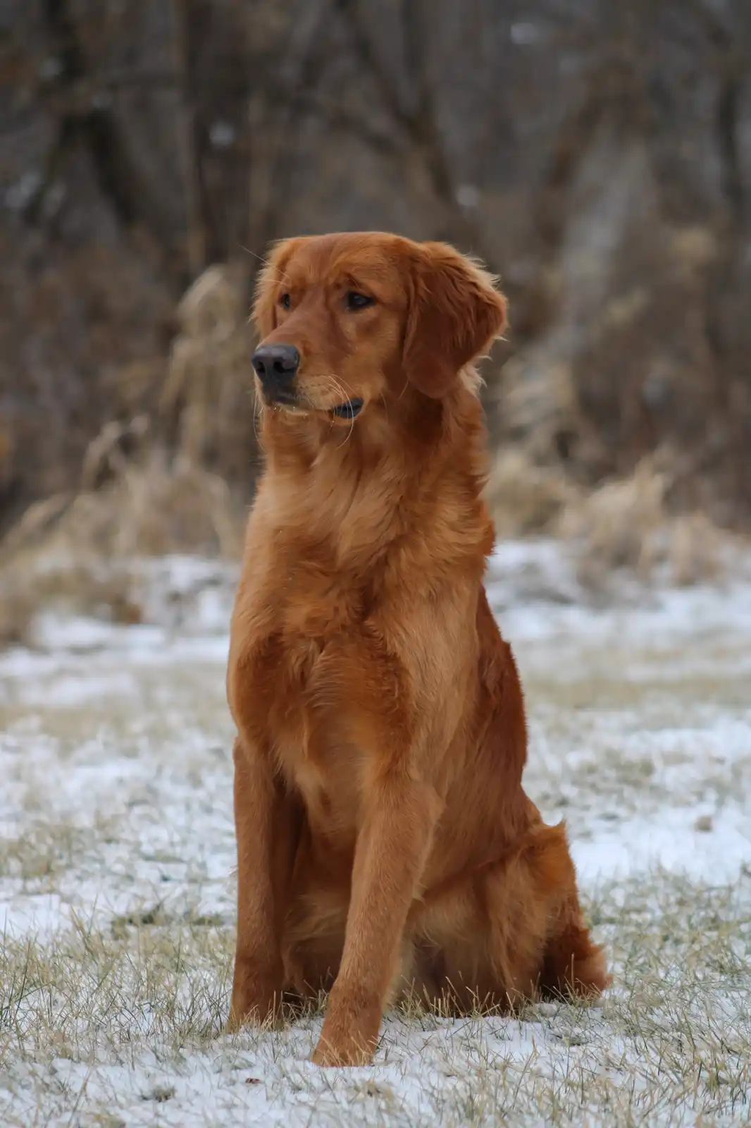 A golden retriever sits calmly in a snowy field with dry grass peeking through, looking off to the side. The dog's fur is…