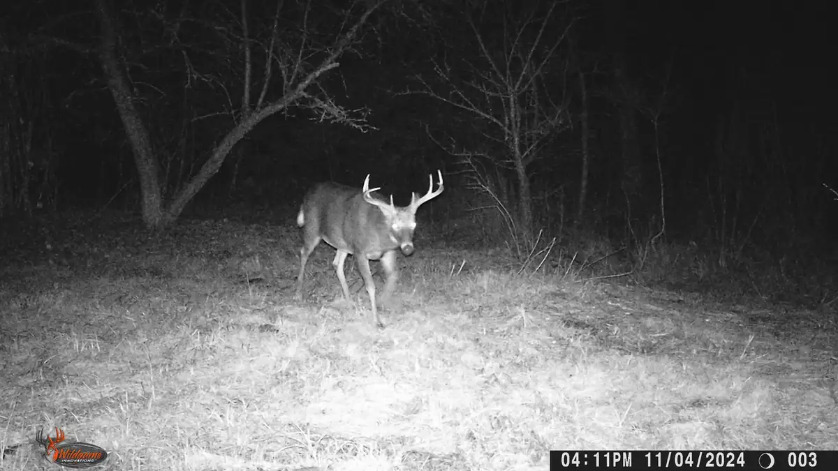 A black-and-white night-vision photo from a trail camera shows a large buck with antlers standing in a grassy field at…