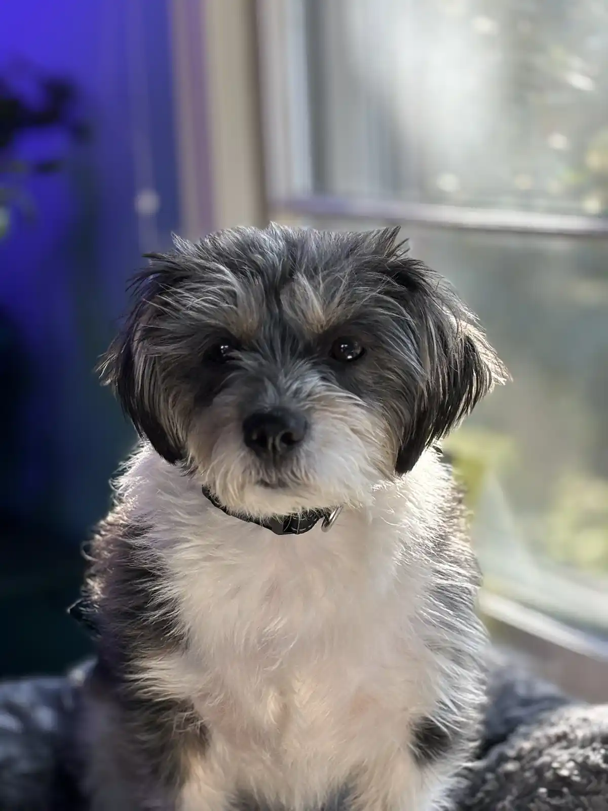 A close-up photo of a small, fluffy dog with black and white fur, wearing a black collar, looking directly at the camera…