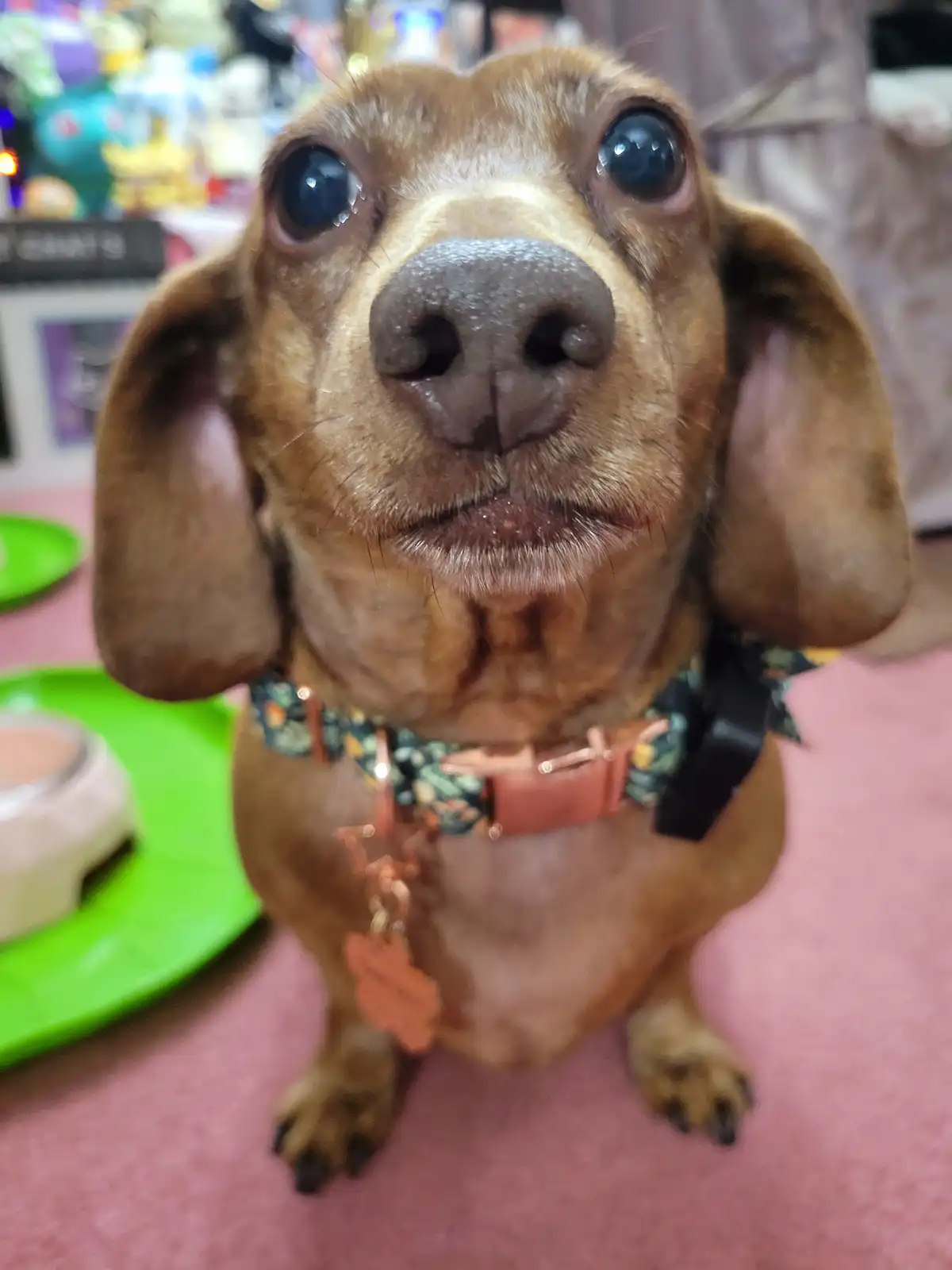 A close-up photo of a brown dachshund with large, glossy eyes looking directly at the camera, wearing a patterned collar…