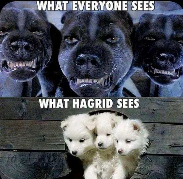The top panel shows three menacing black dogs with bared teeth and intense eyes, labeled 'WHAT EVERYONE SEES'. The bottom…